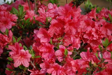 Azaleas Azaleas April Charles Bell Flickr