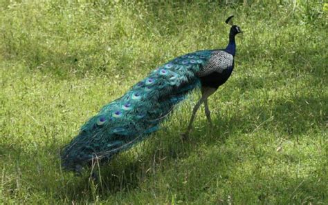 There are a variety of products that can be used for worming. What Do Peacocks Eat? - Joy of Animals