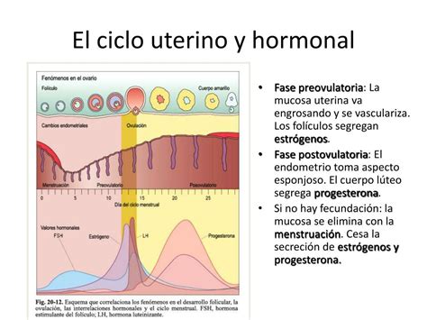 Ppt AnatomÍa Y FisiologÍa Del Aparato Reproductor Powerpoint