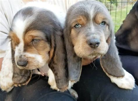 10 Basset Hound Colors And Markings With Pictures Bhbreeders