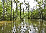 Wild Louisiana: Honey Island Swamp Tour • Globonaut