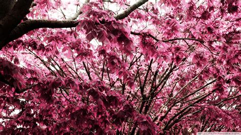 Pink Leaves Widescreen Flower