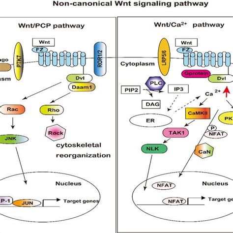 Wnt Catenin Signaling Pathway The Left Side Shows Signaling In The