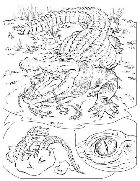 For kids & adults you can print animal or color online. Animal Habitat Coloring Pages at GetColorings.com | Free ...