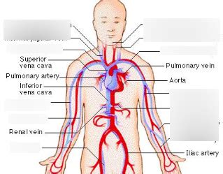 Arteries And Veins Of Upper Body Diagram Quizlet