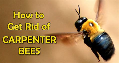 How Do I Get Rid Of Bumble Bees Around My House How To Get Rid Of Carpenter Bees Fast