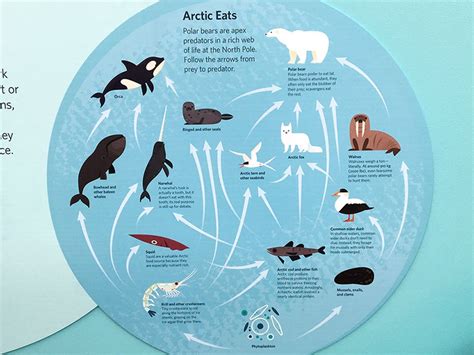 Arctic Food Web By Alexander Vidal On Dribbble