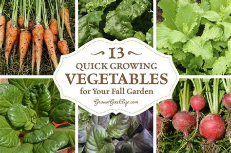 13 Quick Growing Vegetables For Your Fall Garden