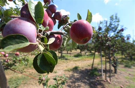 Fruit Trees Home Gardening Apple Cherry Pear Plum When To Trim