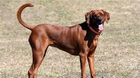 Redbone Coonhound Full Breed Profile Barking Royalty