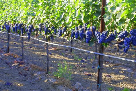 Growing Concord Grapes Grapevine Trellises And Why You Need Them For