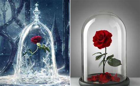 You Can Now Buy The Beauty And The Beast Enchanted Rose But You May