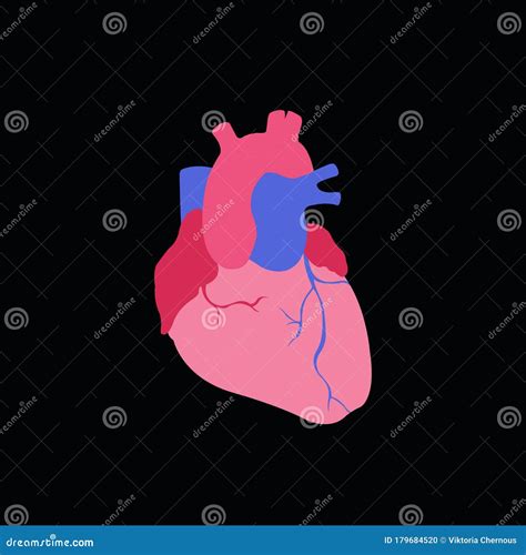 Human Heart Vector Icon Stock Illustration Illustration Of Artery