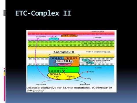 Ppt Electron Transport Chain Powerpoint Presentation Free Download