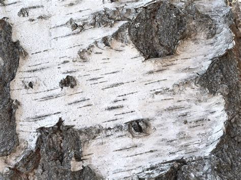 For this reason it has been chewed throughout history to 4. Troubleshooting Willow Tree Problems - Reasons For Peeling ...