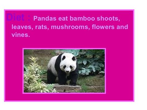 Panda Report