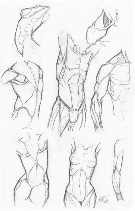 Tutorials Human Anatomy Drawing Anatomy Sketches Anatomy Drawing