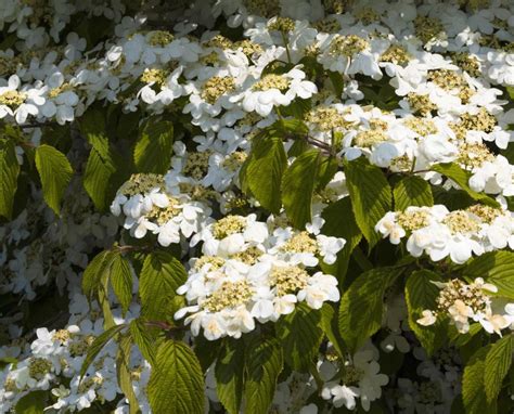 Viburnums Are Ideal Flowering Shrubs For The Landscape