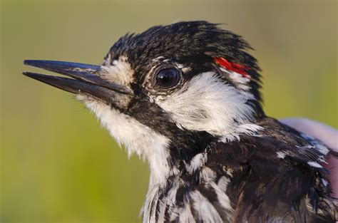 Making Homes For Endangered Southern Woodpeckers Garden And Gun