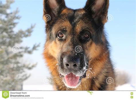 German Shepherd Dog On Snow Stock Photo Image Of Guard