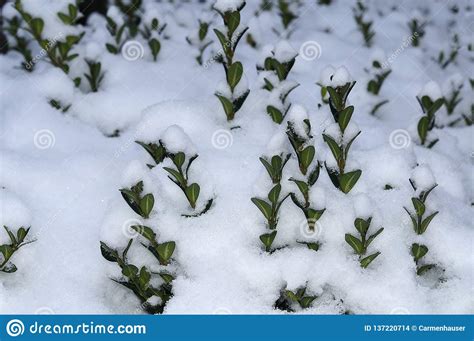 Privet Hedge Covered With Snow Stock Photo Image Of Bush Leaf 137220714