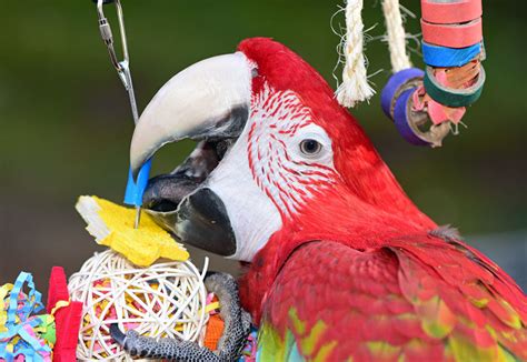 Parrot Toys Parrots Guide Omlet Us