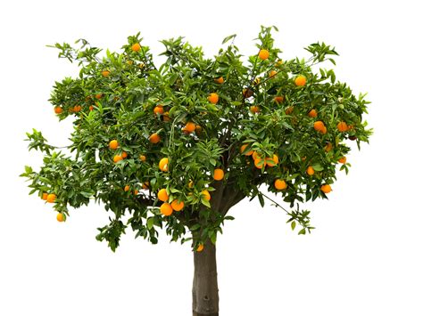 Nature Tree Orange · Free Photo On Pixabay