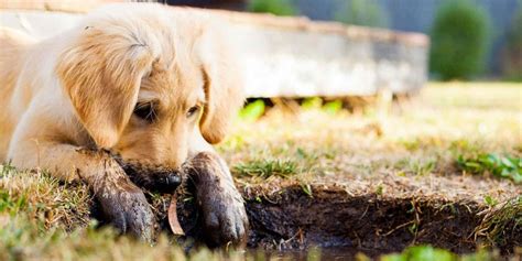 How To Stop Your Dog Digging Up Your Lawn Forever
