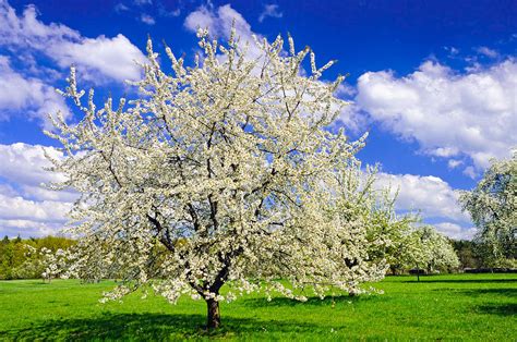 Apple Tree In Full Bloom In Spring In Germany Photograph By Matthias