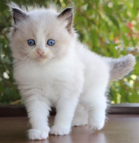 Ragdoll kittens for sale page. Ragdoll Kittens Divine - Some Previous Kittens We Have Had ...