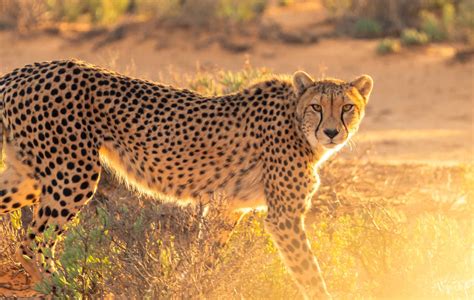 Encounter Wild Cheetahs A Complete Guide Animals Around The Globe
