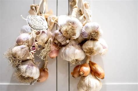 How To Grow Garlic Indoors Growing Garlic Bulbs And Scapes In Pots