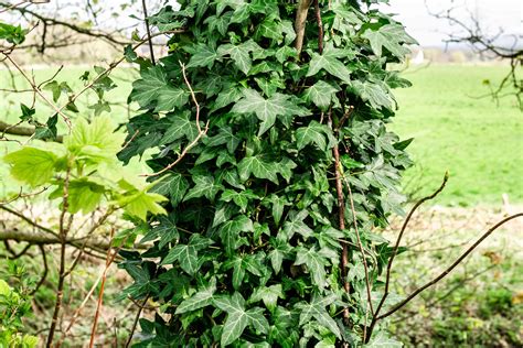 English Ivy Plant Care And Growing Guide