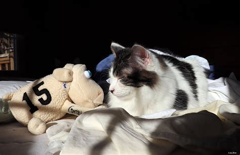 Do Cats Dream Science Has The Answer All About Cats