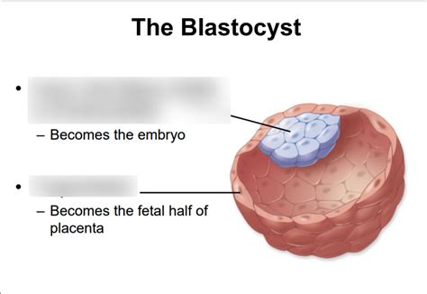 The Blastocyst Diagram Diagram Quizlet