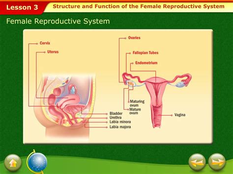 Ppt The Female Reproductive System Powerpoint Presentation Free Download Id5660924