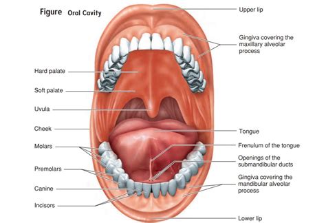 Anatomy Of The Oral Cavity