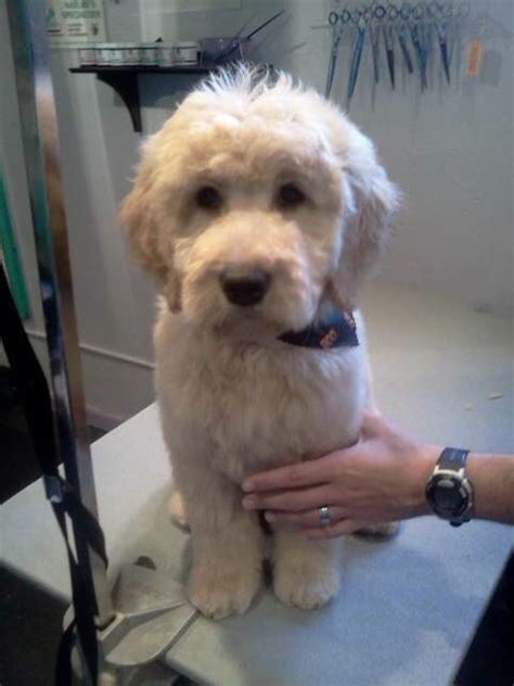 ️ ️ Goldendoodle Grooming Styles Goldendoodle Grooming Haircuts