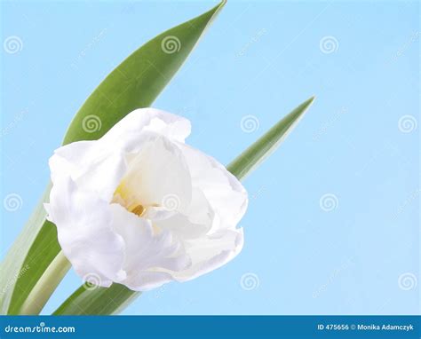 White Spring Beauty Stock Photo Image Of Bloom Closeup 475656