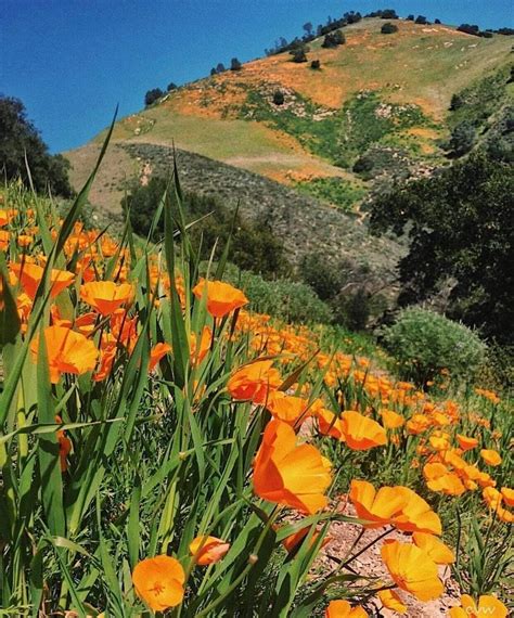 Mar 27, 2020 · fda approved epidiolex (cannabidiol) oral solution, the first drug comprised of an active ingredient derived from marijuana, to treat two rare and severe forms of epilepsy. Poppies at Lake Elsinore | Lake elsinore, Lake, Poppies