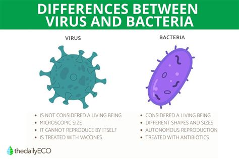 Virus Vs Bacteria Differences And Similarities
