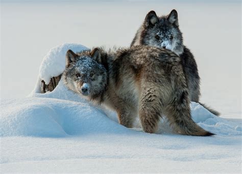 Animal Facts Wolf Canadian Geographic