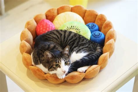 This novelty cat bed, is ideal for any cat owner with a playful sense of humour, and a sweet palette of an imagination. フルーツタルトの具になってスヤスヤ寝るだけでかわいい猫用クッションが『フェリシモ猫部』から新登場｜株式会社フェリシモ ...