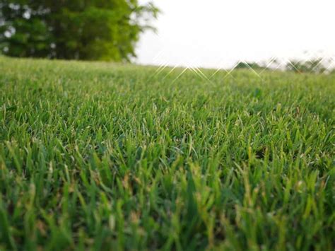 Types Of Bermuda Grass For Lawns