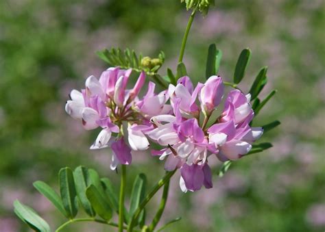 Crownvetch Securigera Varia Plants And Animals Of Northeast Colorado