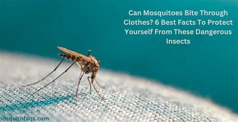 Can Mosquitoes Bite Through Clothes 6 Best Facts To Protect Yourself