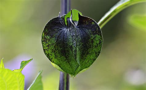 20 Poisonous Flowers Beautiful But Deadly Morflora