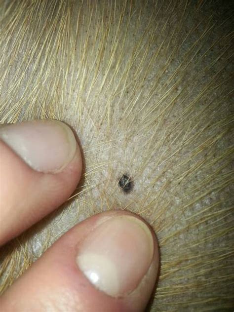 Small Black Mole On Back Page 2 Boxer Forum Boxer Breed Dog Forums