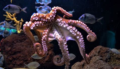 15 Amazing Octopus Facts For Kids Toucanbox