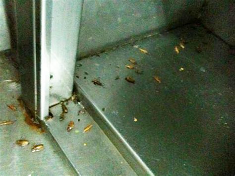 Anticimex's top competitors are ecolab, rollins and rentokil initial. Cockroaches - GreenCity Pest Management - pest control ...